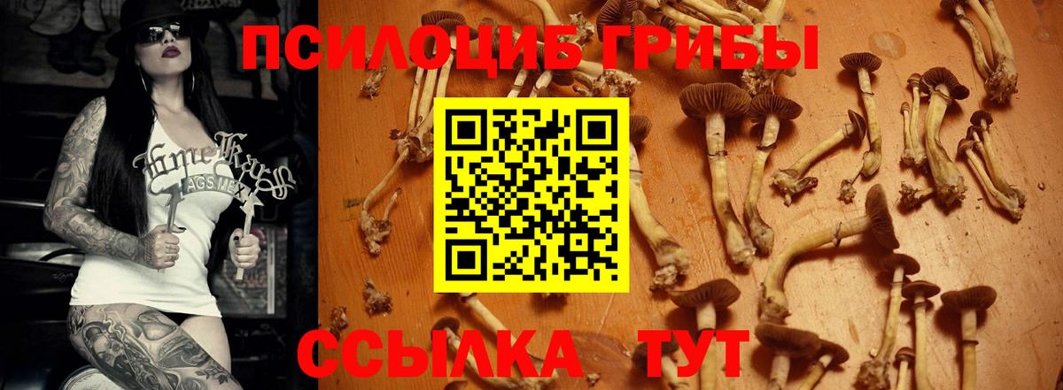 Галлюциногенные грибы Psilocybe Копейск